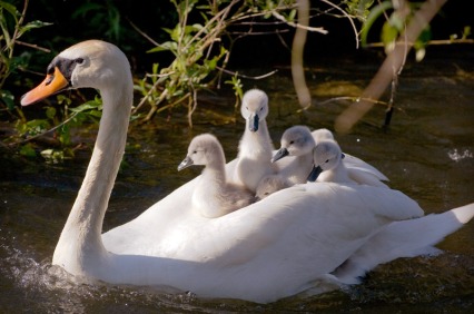 mother-swan-cygnets-large